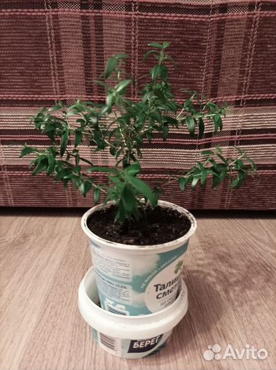 Мирт Миртовое деревце