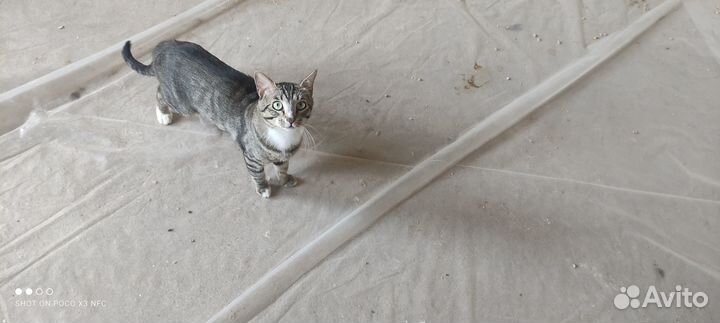 Два питерских пацана (котики)