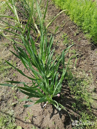 Лук слизун многолетний
