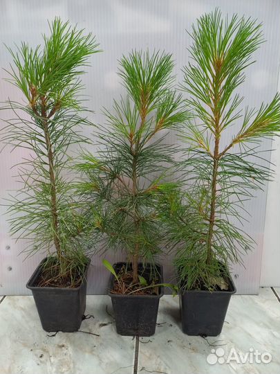Саженцы кедра