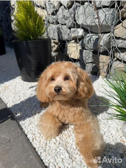 Вязка собак