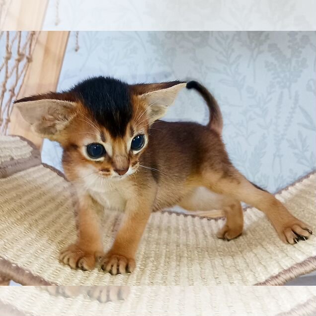 Абиссинский котёнок