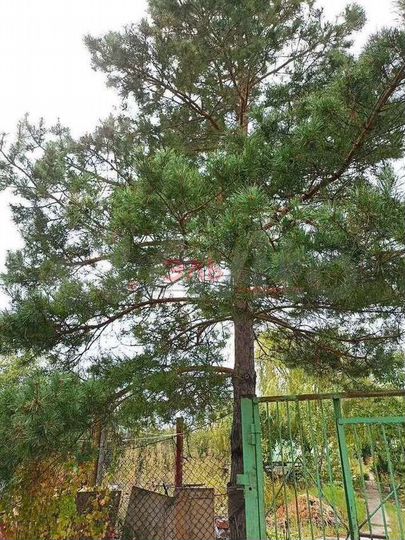 Участок 11,8 сот. (СНТ, ДНП)