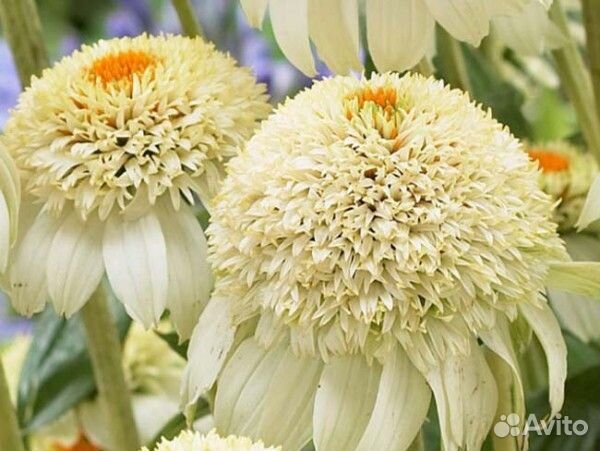 Саженцы Эхинацея 5сортов разных возрастов доставка