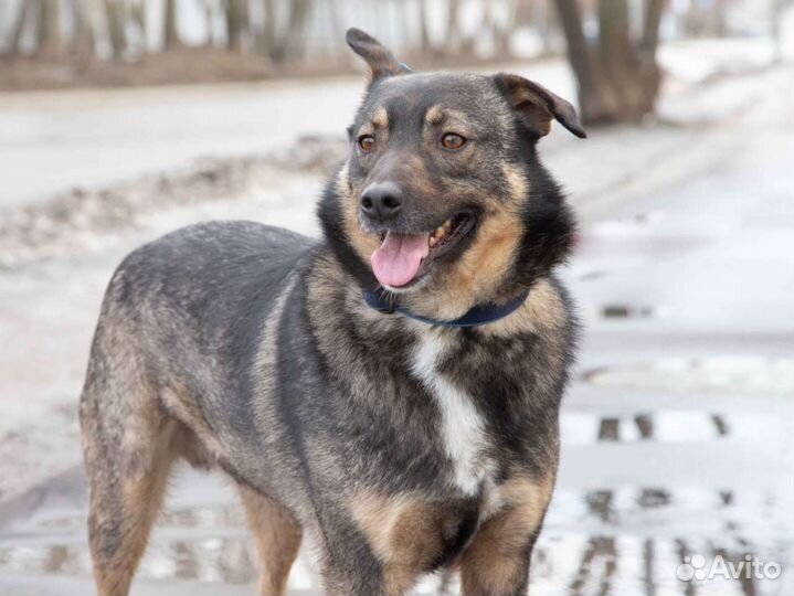 Супер общительный Платон ищет хозяев, 2.5 года