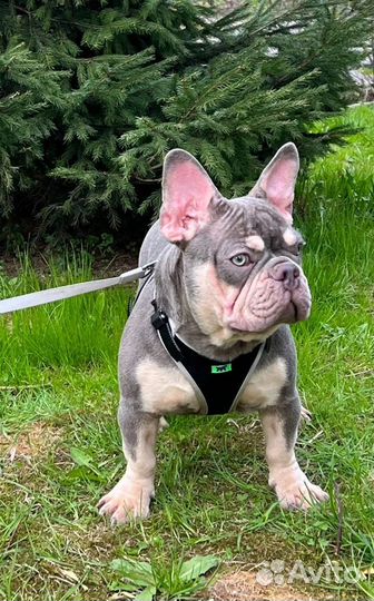 Вязка в Москве