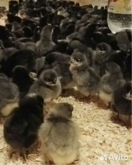 Доминант 107