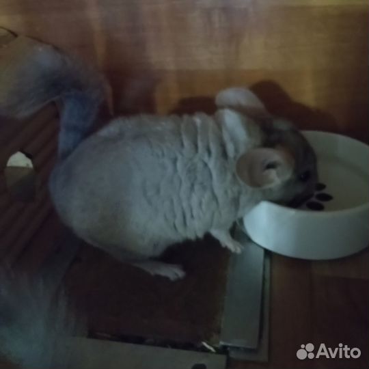Шиншиллята 3 месяца