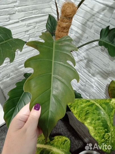 Филодендрон карамель плуто