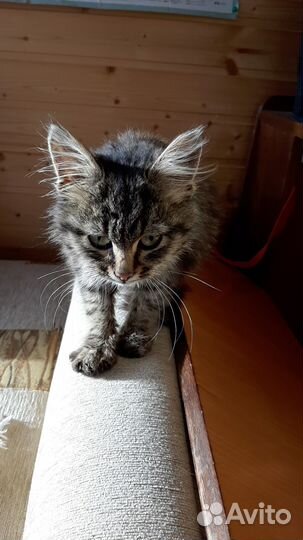 Котенок в добрые руки