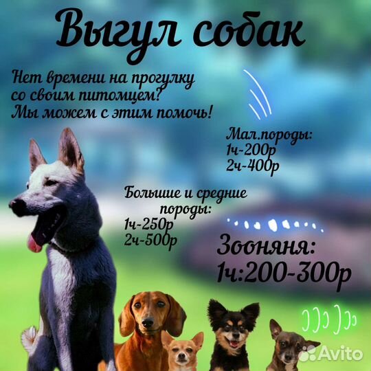 Выгул собак