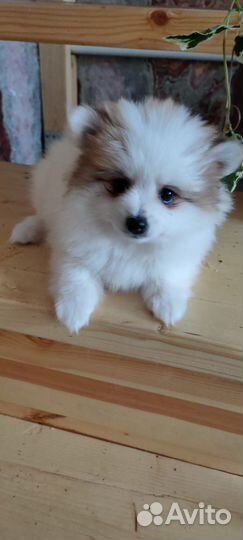 Щенки шпица