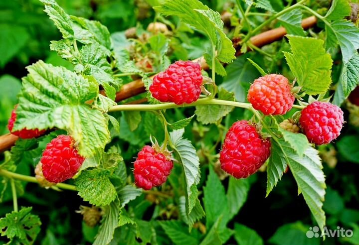 Красная малина