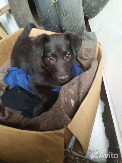 Собака в добрые руки