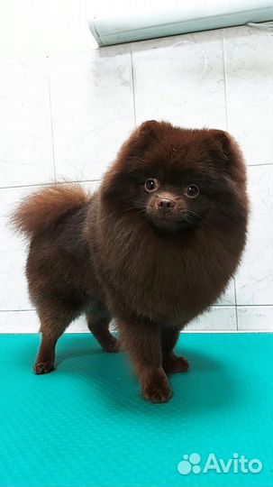 Померанский шпиц вязка