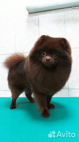 Померанский шпиц вязка