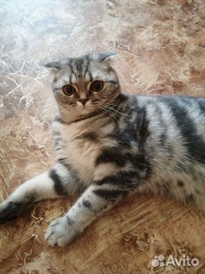 Шотландская вислоухая кошка бесплатно