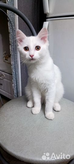 Котята турецкой ангоры