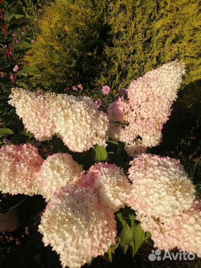 Гортензия, Сирень, Орхидея, Фикус Мокламе,Олеанд