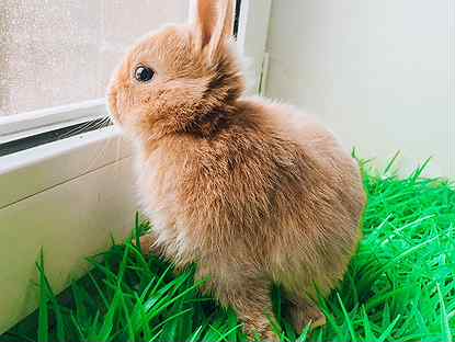 Мини карликовый кролик - очень редкий