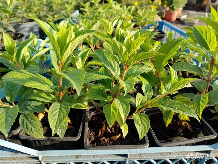 Гортензия метельчатая