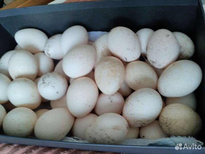 Яйца индюшат