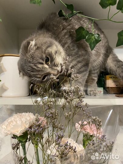 Продаем кота