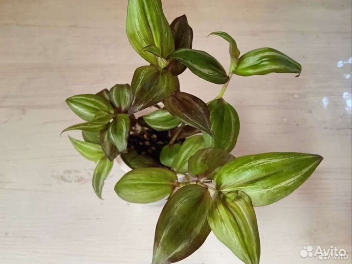 Традесканции разные