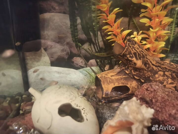 Аквариумные рыбки цихлиды