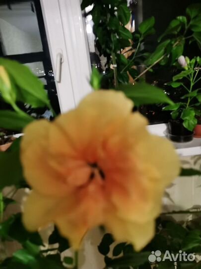 Гибискус китайская роза комнатный
