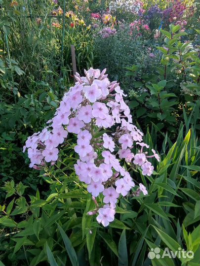 Флоксы сортовые