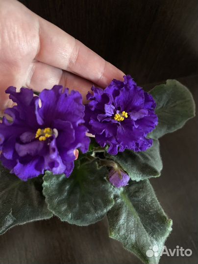 Фиалка(или поменяю на другой сорт)
