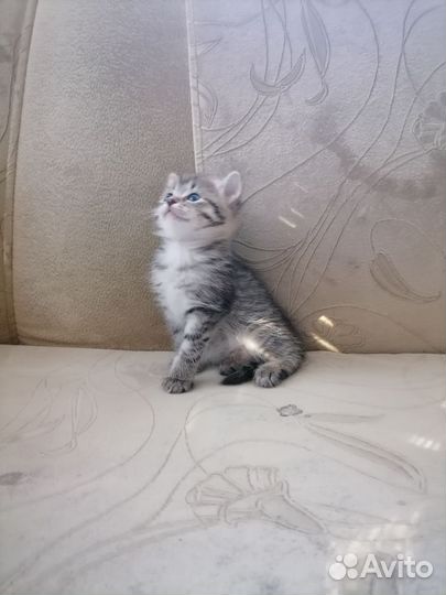 Отдаю котёнка в добрые руки