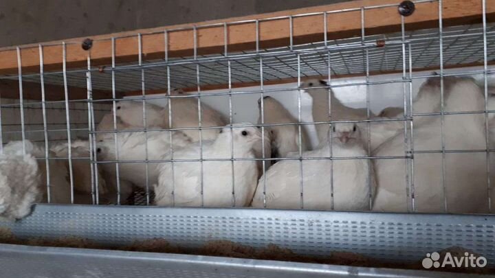 Эко-перепел