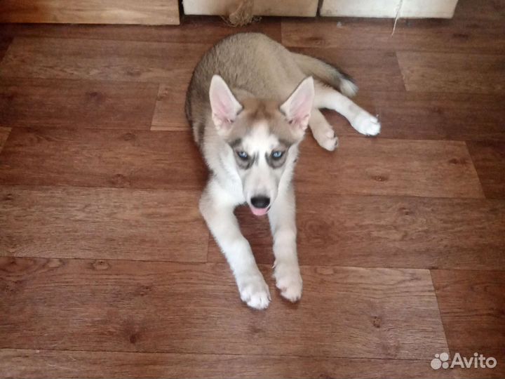 Щенки хаски