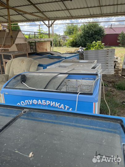 Морозильные лори