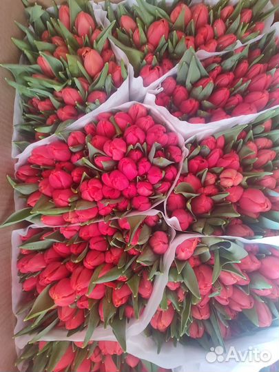 Тюльпаны к 8 марта оптом