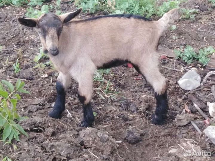 Чешский козлик