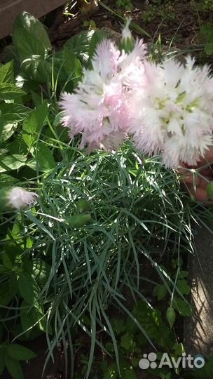 Садовые цветы. Многолетники