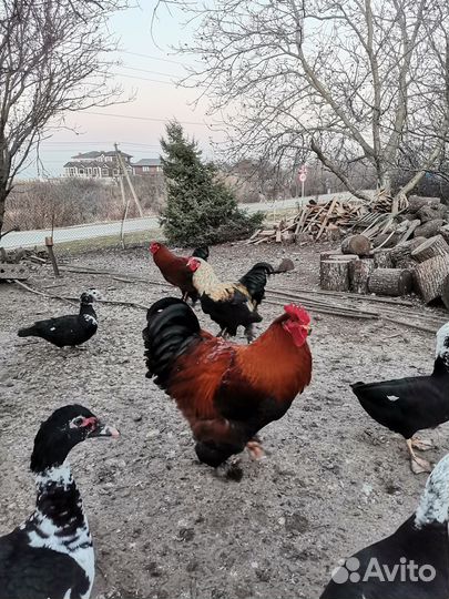 Петух брама