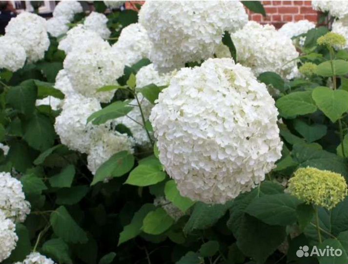 Калина Бульденеж