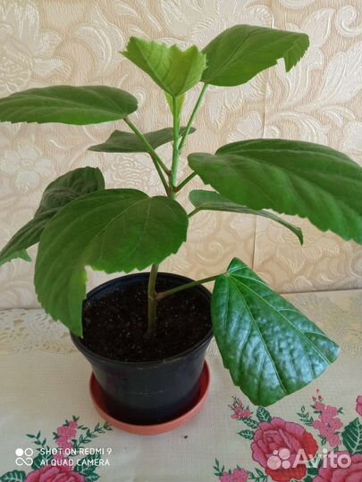 Сортовые гибискусы