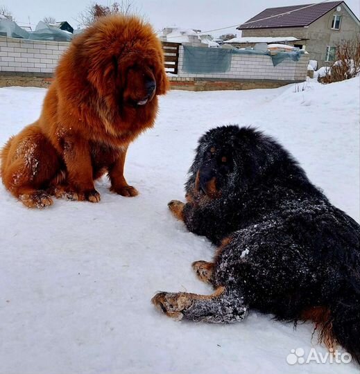 Тибетский мастиф вязка