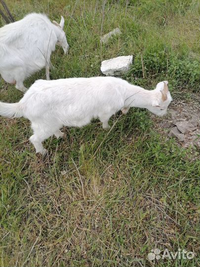 Козы, козёл и козлята