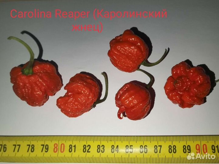Семена суперхотов Carolina Reaper и другие
