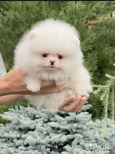 Щенки мини шпицы мишки