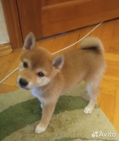 Щенки Сиба Ину