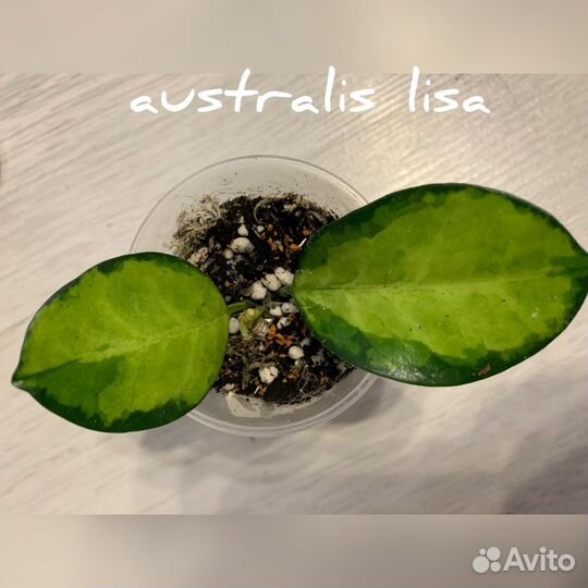 Хойи и дихсидии