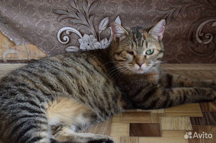 Кошечка Бася ищет дом