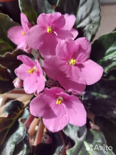 Фиалка Пельмешка и Ко